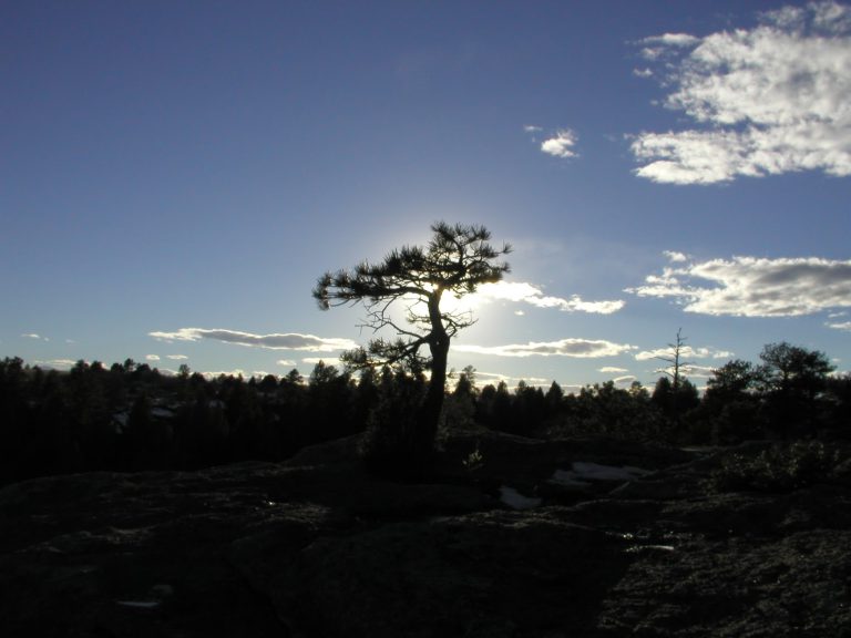 Small tree south of Denver, Colorado